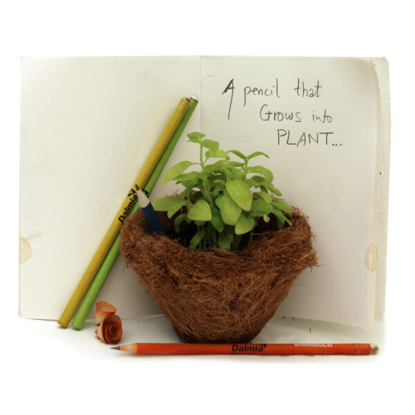 Plantable Seed Pencil - Eco Corporate Gift